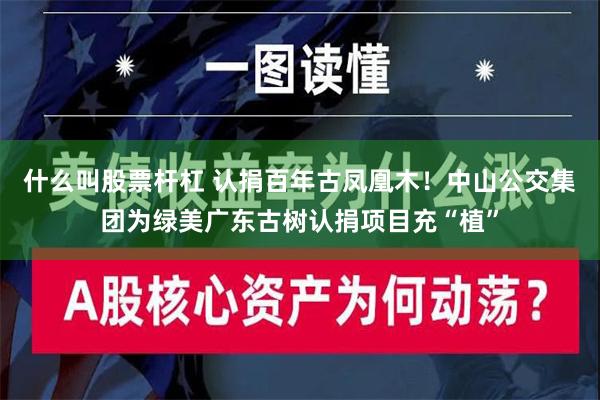 什么叫股票杆杠 认捐百年古凤凰木！中山公交集团为绿美广东古树认捐项目充“植”